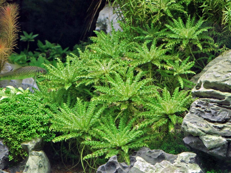 Kleiner Wasserstern - Pogostemon helferi